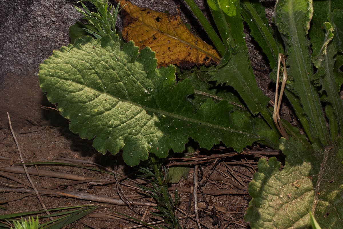Senecio hochstetteri