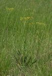 Senecio inornatus