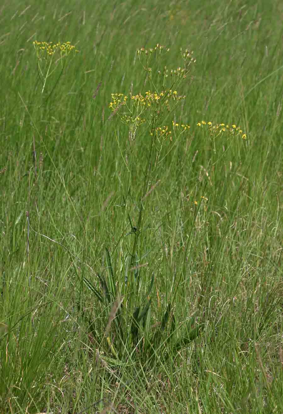 Senecio inornatus