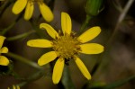 Senecio inornatus
