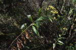 Senecio inornatus