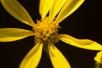 Senecio inornatus