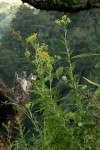 Senecio inornatus