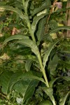 Senecio inornatus