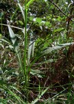 Senecio inornatus