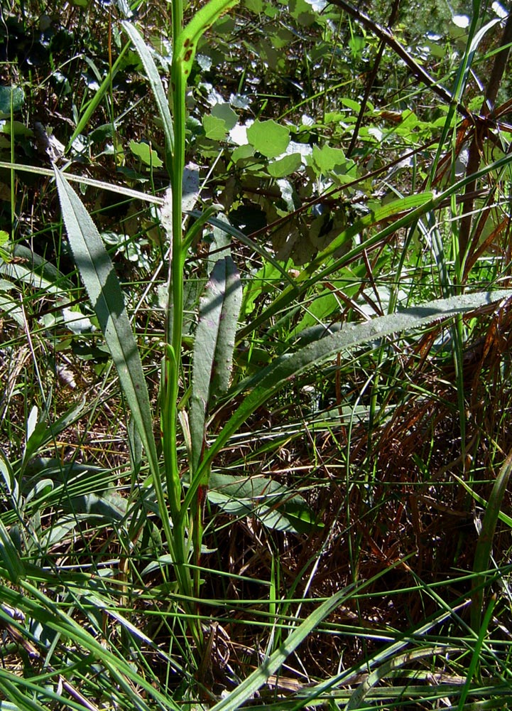 Senecio inornatus