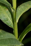 Senecio inornatus