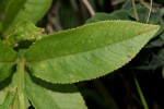 Senecio inornatus