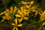 Senecio inornatus