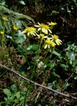 Senecio inornatus