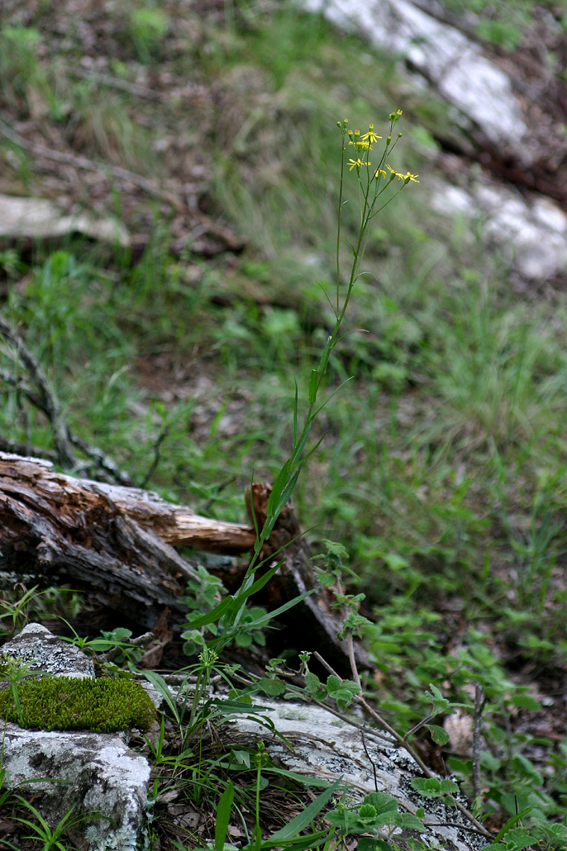 Senecio inornatus