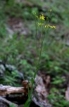 Senecio inornatus