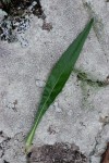 Senecio inornatus