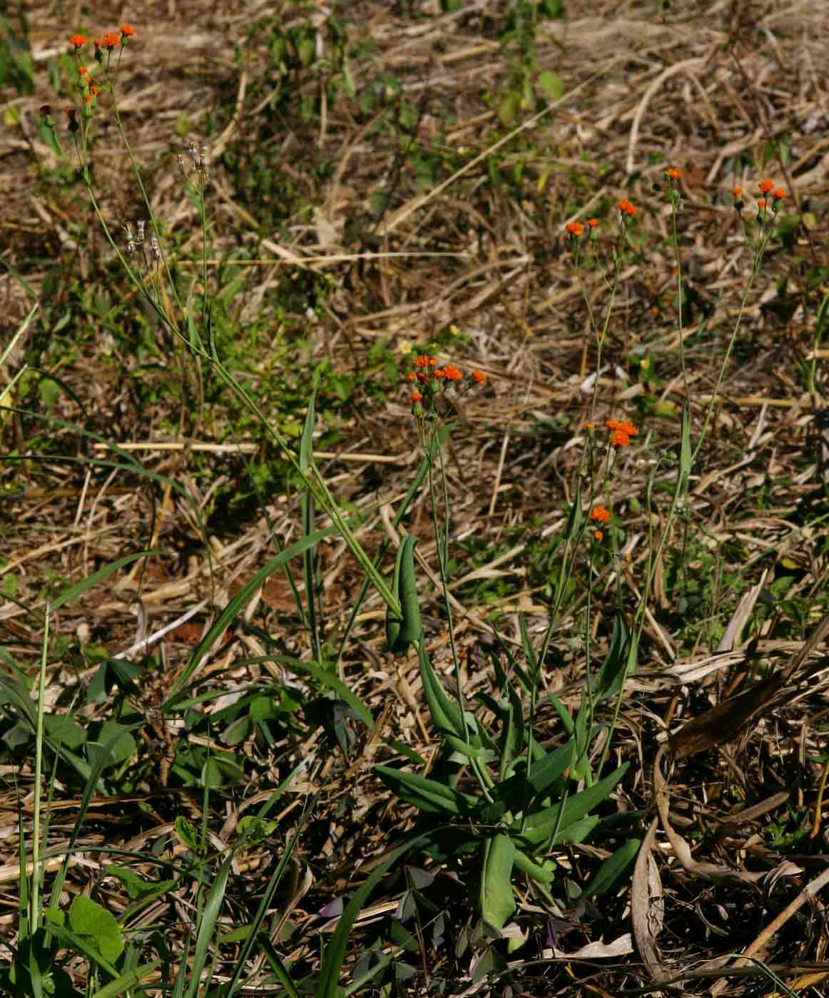 Emilia coccinea