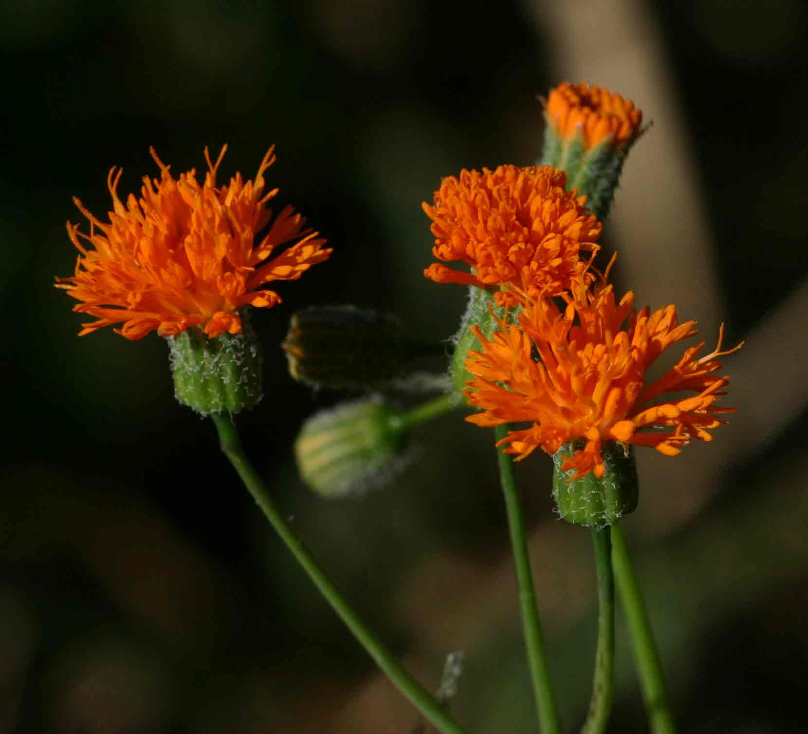 Emilia coccinea