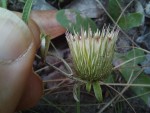 Dicoma anomala