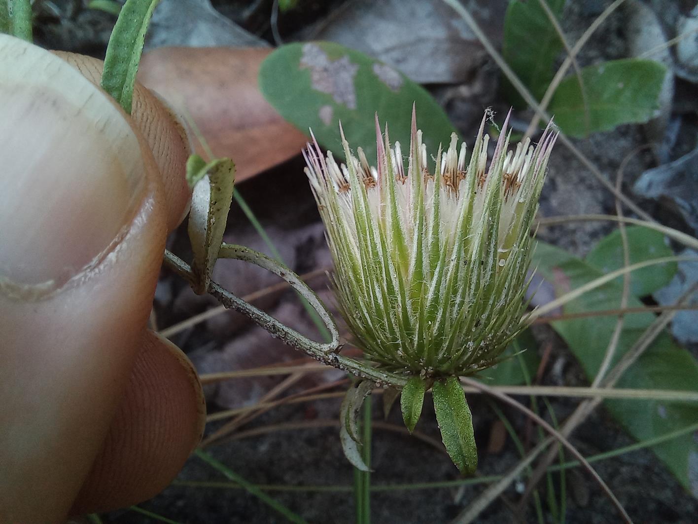 Dicoma anomala