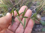 Dicoma anomala