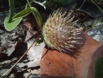 Dicoma anomala