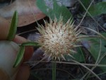 Dicoma anomala