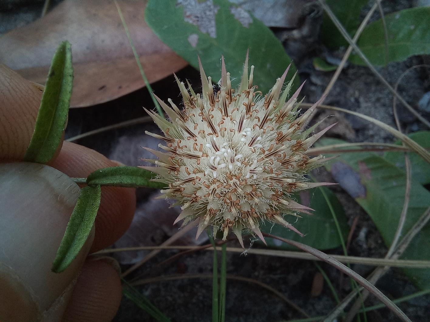 Dicoma anomala