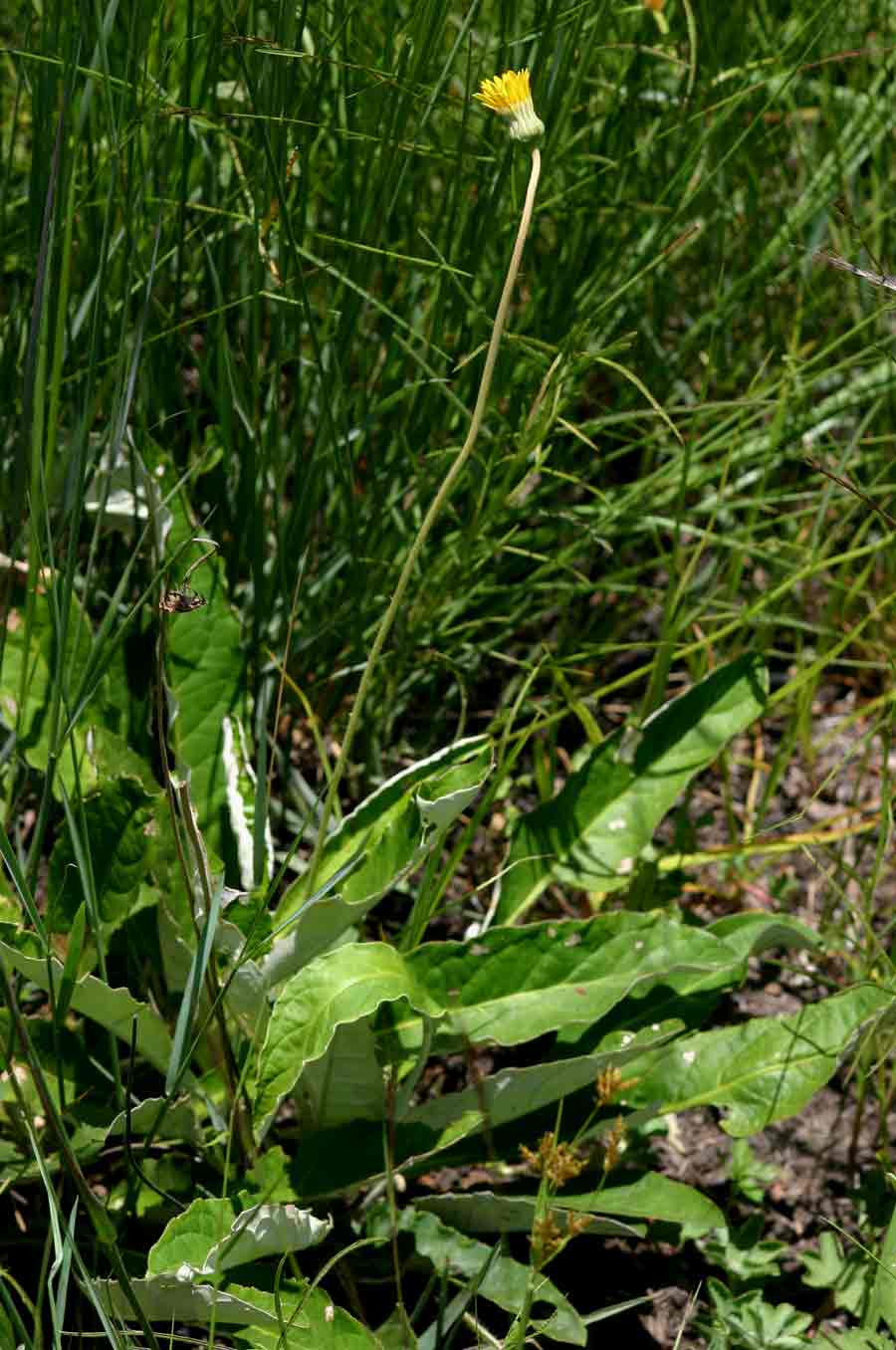 Gerbera ambigua