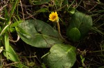 Gerbera ambigua