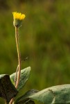 Gerbera ambigua