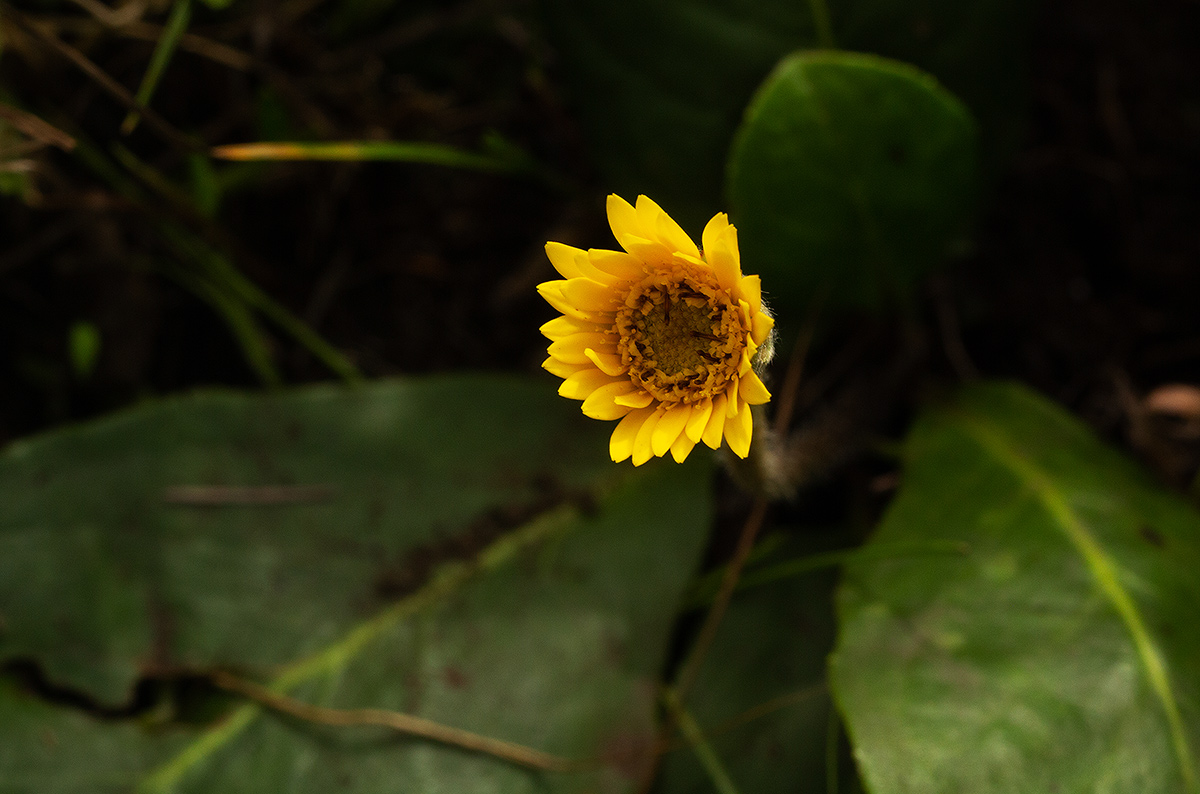 Gerbera ambigua