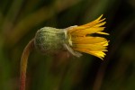 Gerbera ambigua