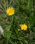 Gerbera ambigua