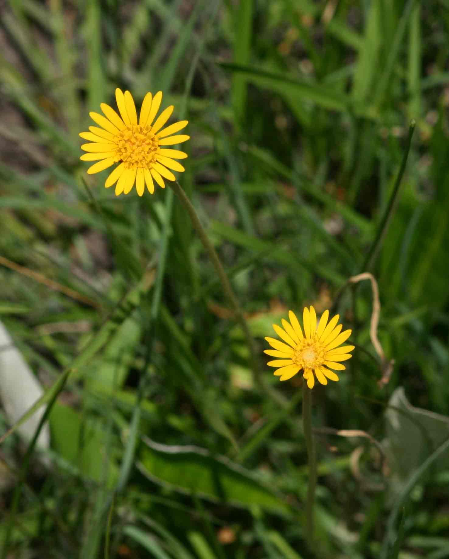 Gerbera ambigua