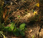 Gerbera ambigua