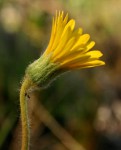 Gerbera ambigua