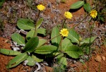 Gerbera ambigua