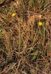 Gerbera ambigua
