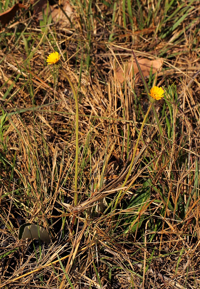 Gerbera ambigua