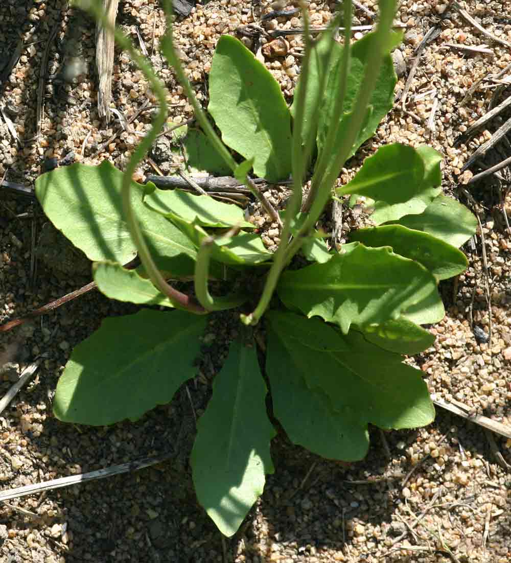 Tolpis capensis