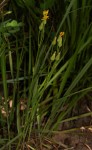 Tolpis capensis