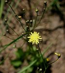 Tolpis capensis