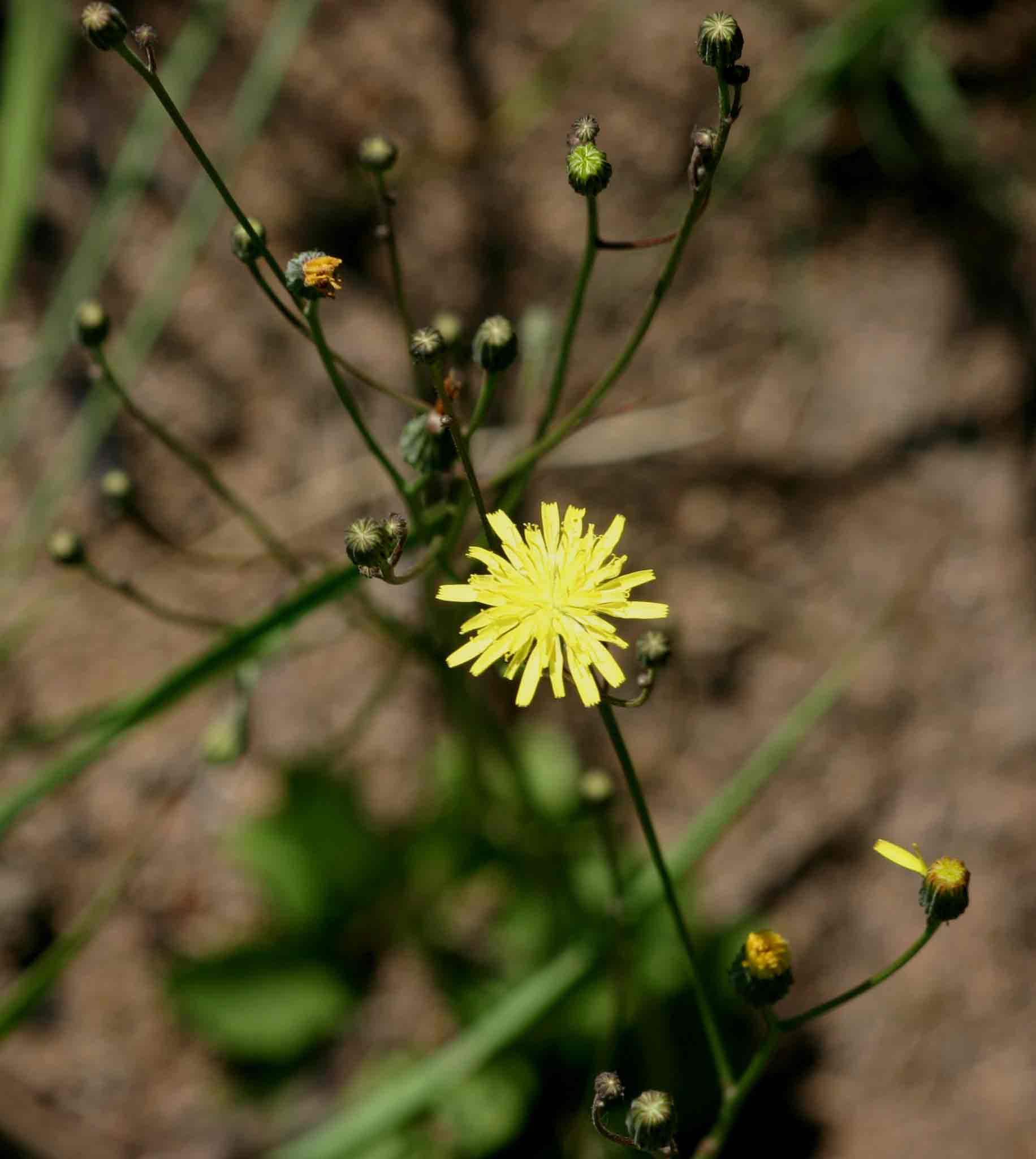 Tolpis capensis
