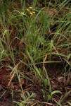 Tolpis capensis