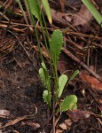 Tolpis capensis