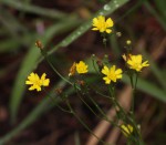 Tolpis capensis