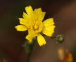 Tolpis capensis