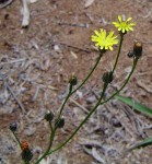 Tolpis capensis