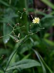Launaea cornuta
