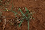 Launaea cornuta