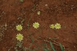 Launaea cornuta