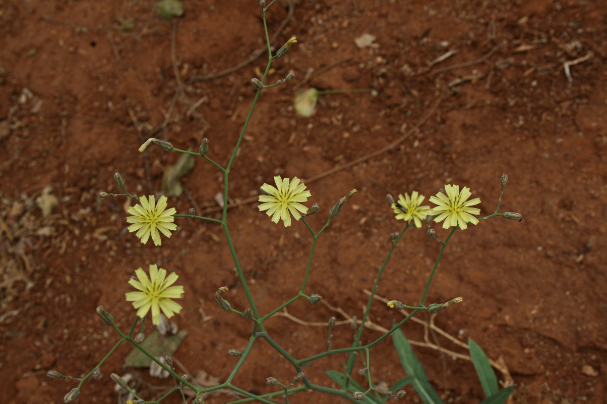 Launaea cornuta